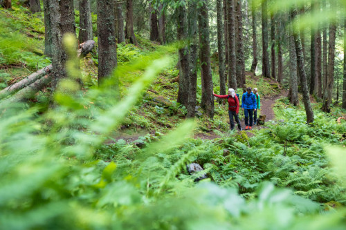 Waldbaden_tree.ly